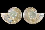 Cut & Polished Ammonite Fossil - Agatized #88437-1